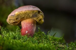 ピザを食べ過ぎないための防止コントロール方法は？
