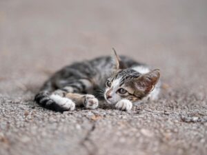 疲れやすい体を改善するジャンクフードダイエットの栄養とは？
