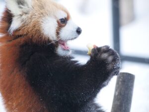 食べ過ぎた翌日におすすめの何を食べるべき？